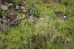 Pseudognaphalium undulatum