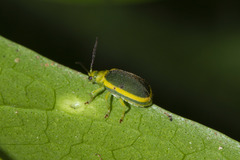 Caraguata sublimbata