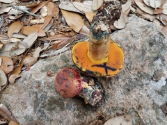 Suillellus hypocarycinus