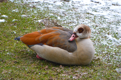 Alopochen aegyptiaca
