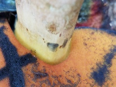 Suillellus hypocarycinus