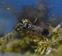 Agenioideus cinctellus