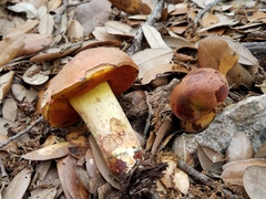 Suillellus hypocarycinus