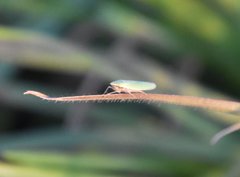 Draeculacephala mollipes