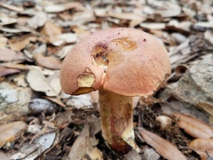 Suillellus hypocarycinus