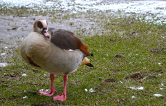 Alopochen aegyptiaca