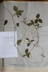 Macrotyloma axillare