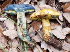 Neoboletus pseudosulphureus