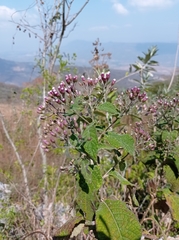 Vernonanthura oaxacana