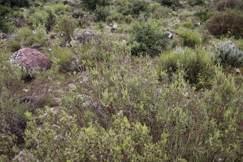 Image of Passerina montana by (c) Tony Rebelo, some rights reserved (CC BY-SA)
