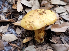 Neoboletus pseudosulphureus