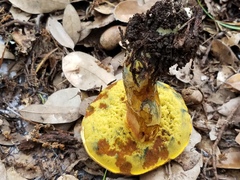 Neoboletus pseudosulphureus