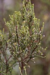 Passerina montana