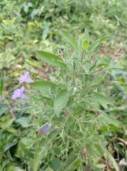 Ruellia paniculata