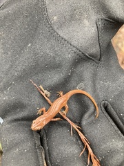 Notophthalmus viridescens image