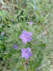 Ruellia paniculata