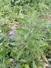 Ruellia paniculata