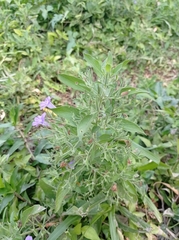 Ruellia paniculata