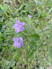 Ruellia paniculata