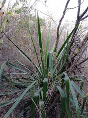 Furcraea guatemalensis