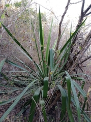 Furcraea guatemalensis
