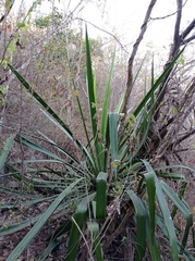 Furcraea guatemalensis