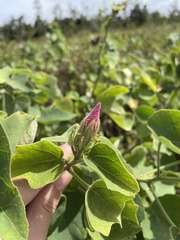 Hibiscus furcellatus