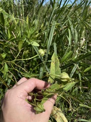Ipomoea setifera