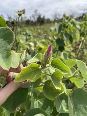 Hibiscus furcellatus