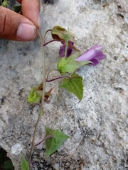 Maurandya scandens