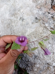 Maurandya scandens