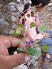 Maurandya scandens