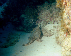 Ogcocephalus vespertilio