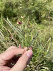 Aeschynomene sensitiva