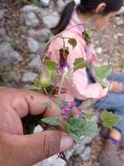 Maurandya scandens