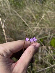 Buchnera longifolia