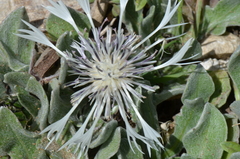 Centaurea thirkei