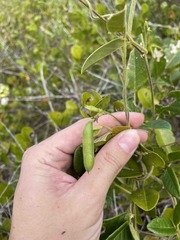Clitoria falcata