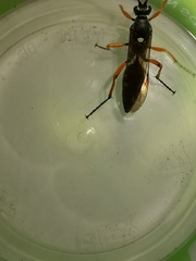 Diphyus quadripunctorius