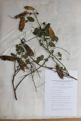 Crotalaria laburnifolia