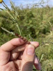 Aeschynomene sensitiva