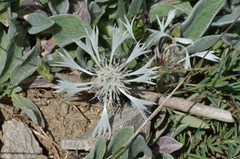 Centaurea thirkei