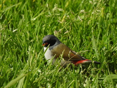 Coccopygia melanotis