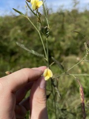 Aeschynomene sensitiva