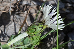 Centaurea thirkei
