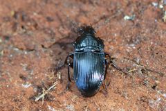 Abax ovalis