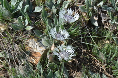 Centaurea thirkei