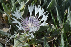 Centaurea thirkei