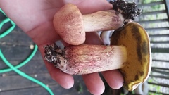 Boletus patrioticus