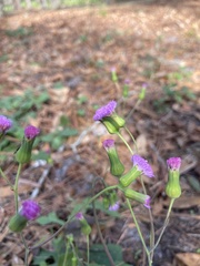 Emilia sonchifolia image